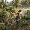 Human-Animal Bonds: The Surprising Way Goats Are Helping Clear Invasive Weeds Sustainably
